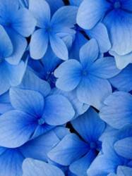 pic for blue flowers